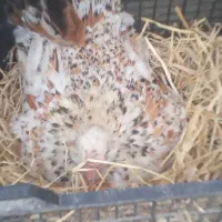 مرغ گلین|حیوانات مزرعه|رشت, پسیخان|دیوار