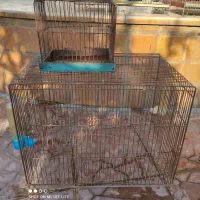 قفس قناری و مرغ عشق|لوازم جانبی حیوانات|فریدون‌کنار, |دیوار