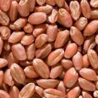 بذر گندم باسیلو قیمت ۳۰۵۰۰ تومان