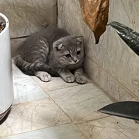 واگذاری گربه|گربه|ورامین, |دیوار