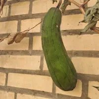 بذر لوفا یا لیف طبیعی