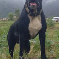 فروشی|سگ|ماسال, |دیوار