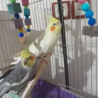 عروس هلندی نرو ماده