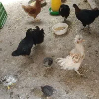 مرغ و خروس بالغ