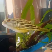 پافر بادکنک و کت پوزه بوته ای