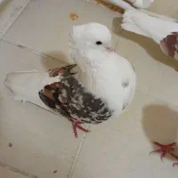 کبوتردوکتی|پرنده|پرند, فاز ۶|دیوار