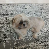 سگ شیتزو سوپر فلت|سگ|شهریار, اصیل آباد|دیوار