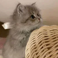 گربه تنها