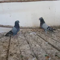 یه جفت سبز کاکلی نر