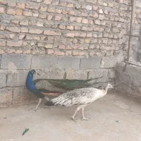 پرنده مزرعه