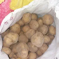 سیب زمینی مرغوب وسالم