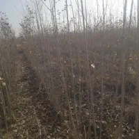 صنبر ترکیه|گل و گیاه طبیعی|تاکستان, |دیوار