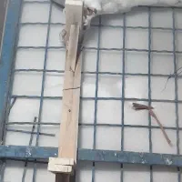 کفتر|پرنده|طرقبه, |دیوار