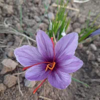 زعفران اصل قائنات با ضمانت کیفیت|خدمات پذیرایی، مراسم|قائن, |دیوار