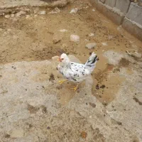 دو مرغ گلین