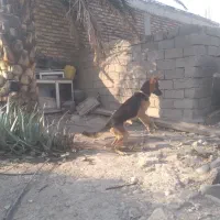 سگ ژرمن نر|سگ|جیرفت, |دیوار