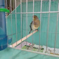 قناری نروماده طوطی برزیلی نروماده با جوجه