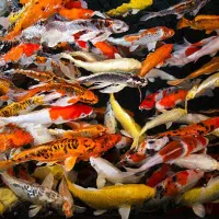 فروش ویژه ماهی کوی دسترسی آسان مرکز تهران