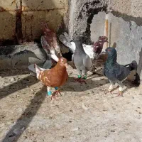 کبوتر