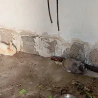 یک جفت خرگوش بالغ