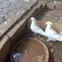 کبوتر|پرنده|اردکان, |دیوار