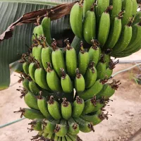 درختان استوایی و انواع میوه