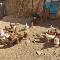 پرنده|حیوانات مزرعه|فریدونشهر, |دیوار