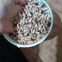 پاچ باقلا