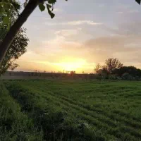 فروش ۵ هکتار زمین کشاورزی