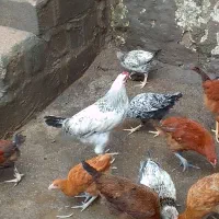 خروس. غاز کشتاری