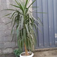 گل طبیعی|گل و گیاه طبیعی|رشت, احمد گوراب|دیوار
