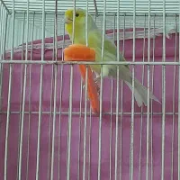 سه تا قناری مست شلاغی شبانه روزی|پرنده|مشهد, شهرک امام سجاد|دیوار