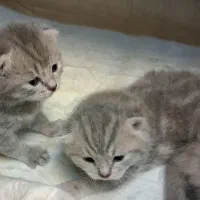 گربه اسکاتیش فولد