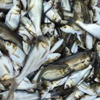 پخش بچه ماهی طوفان و آمور و کپور|ماهی|زابل, |دیوار