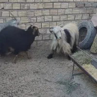 ۱۲۳|حیوانات مزرعه|بم, |دیوار