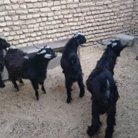 بزغاله چاق|حیوانات مزرعه|دهلران, |دیوار