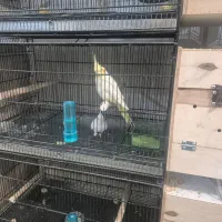 یک جفت قناری عروس هلندی جفت|پرنده|گنبد کاووس, |دیوار