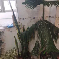 کاج مطبق یکونیم متری