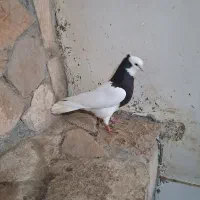 کبوتر|پرنده|مرودشت, بیست متری بیمارستان|دیوار