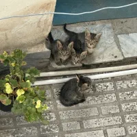 واگذاری سرپرستی بچه گربه