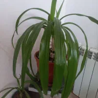 گل اشک ملکه