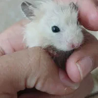 بچه همستر
