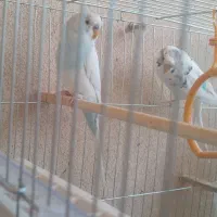مرغ عشق گم شده