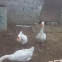 قوغاز قو غاز