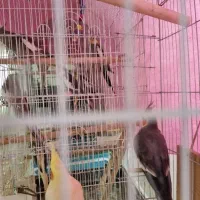 پرندگان  سخنگو