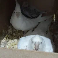 عروس هلندی مولد آلبینو با یک جوجه