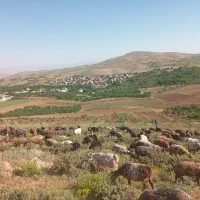 بره