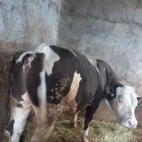 کوساله نر سمنتال