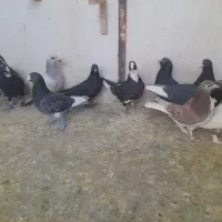 نر پروندنی .نر .ماده .همچی کفتر خوب