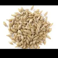 جو بذر ویلما وگندم بذر و نان و بیده